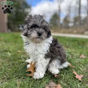 Maple, Shih-Poo Puppy